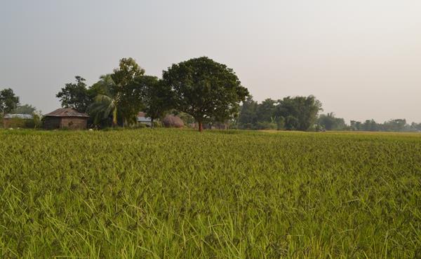 An almost forgotten landrace is now in the formal system: The case of Kalonuniya rice in Nepal